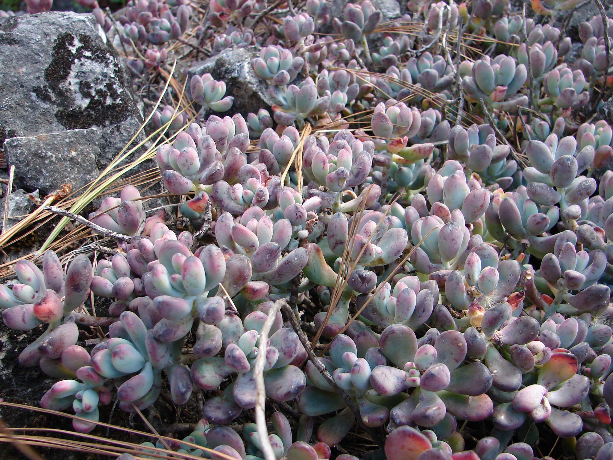 Sedum commixtum